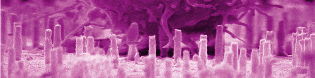 Så skapar nanoteknik nya vägar till stamcellers inre