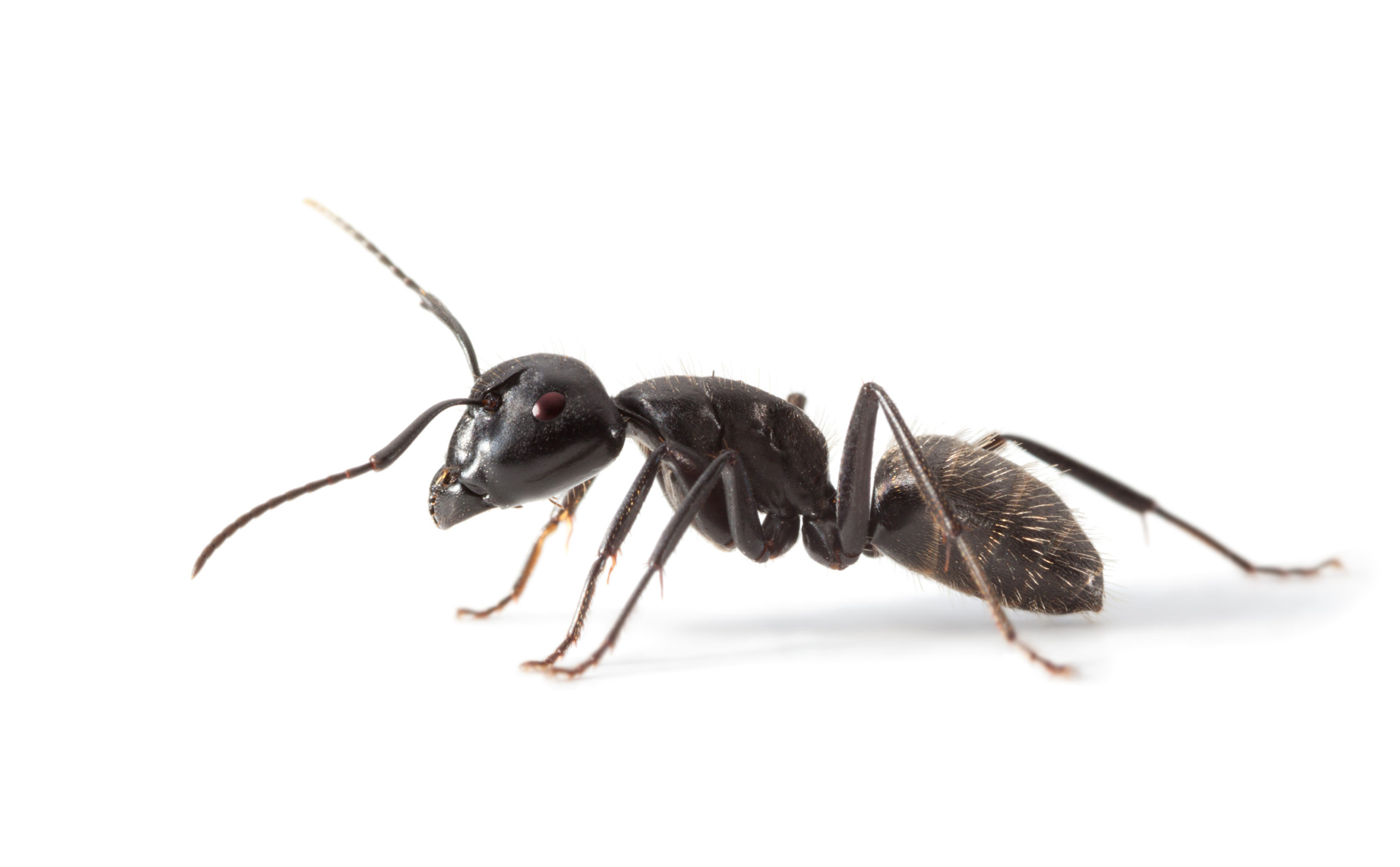 Myror kan upptäcka cancer