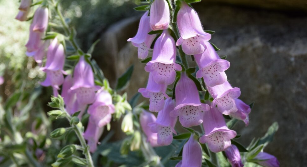 Hjärtmedicinen från digitalis testas mot cancer