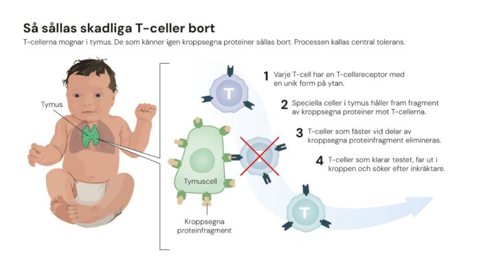 Nobelpris för upptäckter som banar väg för nya cancerbehandlingar